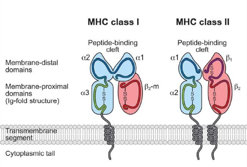 MHC proteins