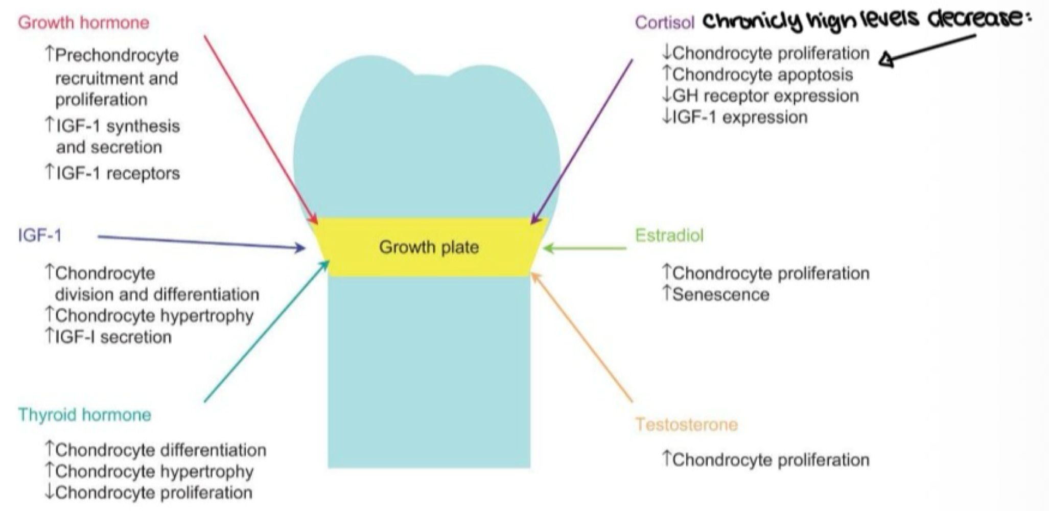 <p>estrogen and testosterone </p>