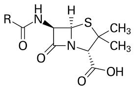 <p>Bicyclic structure, contains a beta-lactam ring</p>