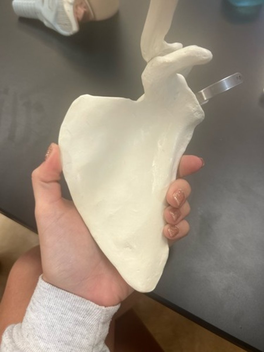 <p>name the bone</p>