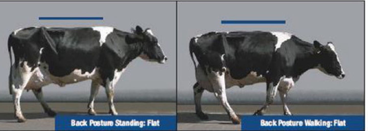 <p>This cow stands and walks normally with a level back and long confident strides. What is the locomotion score?</p>