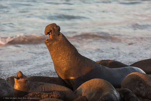 What’s the scientific name of the northern elephant seal?