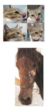 <p>Cats - nasal swelling, sneezing, CNS signs (seizures, depression) </p><p>Dogs - ocular disease, CNS involvement</p><p>Cattle - mastitis and nasal granulomas </p><p>Horses - nasal granulomas, sinusitis, cutaneous lesions, pneumonia, abortion</p>