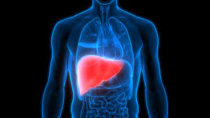 <p>liver</p>