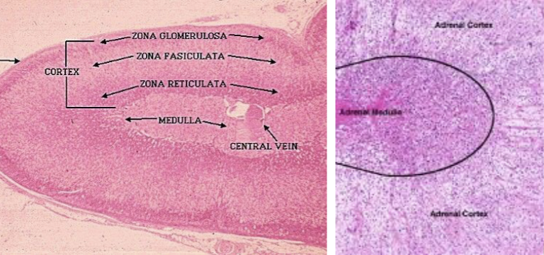 <p>what does this microscope slide represent?</p>