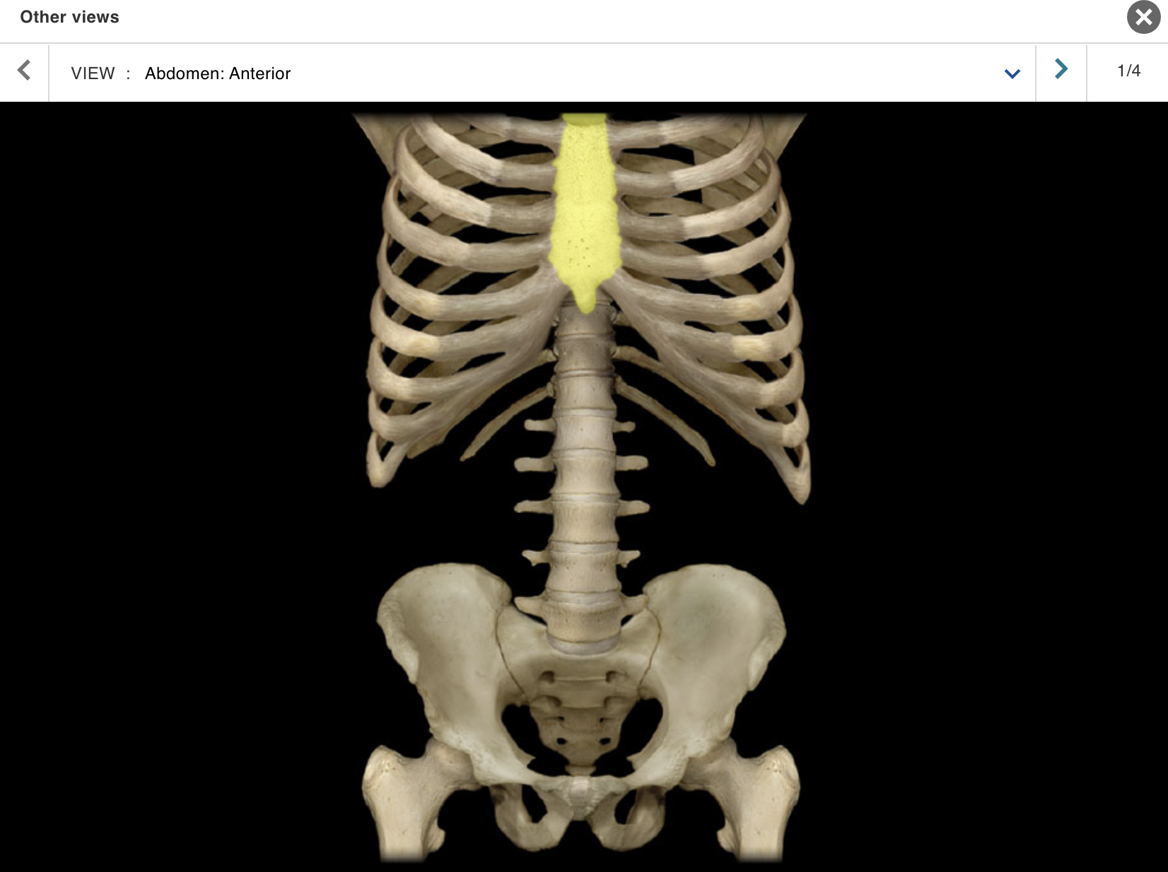<p>Location:</p><p class="p1">• Thorax (anterior midline)</p><p class="p1">Description:</p><ul><li><p>﻿﻿Flat bone with three parts: manubrium, body, and xiphoid<br>process</p></li><li><p>﻿﻿Characteristic features include jugular notch and sternal angle (angle of Louis)</p></li><li><p>﻿﻿Articulates with costal cartilages of true ribs (1-7), combined costal cartilages of false ribs (8-10), and clavicles</p></li></ul><p>Also known as:</p><p class="p1">• "Breastbone"</p><p class="p1">Comment:</p><ul><li><p>﻿﻿Floating ribs (ribs 11-12): not attached to sternum</p></li><li><p>﻿﻿Provides for attachment of sternocleidomastoid, pectoralis major, sternohyoid, and sternothyroid muscles</p></li></ul><p></p>