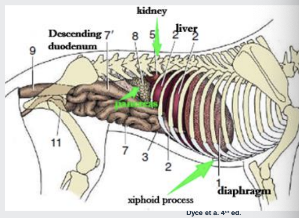 <p>Liver is related on the left to the stomach (spleen); and on the right to the pancreas,</p><p>kidney, and duodenum; and ventrally to the greater omentum</p><p></p><p>Liver reaches the umbilical region on the ventral abdominal wall</p><p></p><p>Its most caudal part covers the cranial extremity of the right kidney and reaches the 13th thoracic vertebra</p><p></p><p>Extends slightly beyond the costal arch (lower edge of ribs cartilage bit -where it connects to sternum) ventrally (more so in pups and in congestive heart failure)</p><p></p><p><strong>Liver biopsy</strong>-puncture caudal to the xiphoid process</p><p></p><p>xyphoid process=tip of sternum - can pulpate - where you puncture to get biopsy of liver</p>