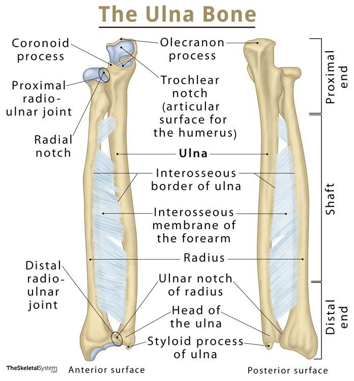 <ul><li><p>Olecranon process</p></li><li><p>Styloid process of ulna</p></li></ul><p></p>