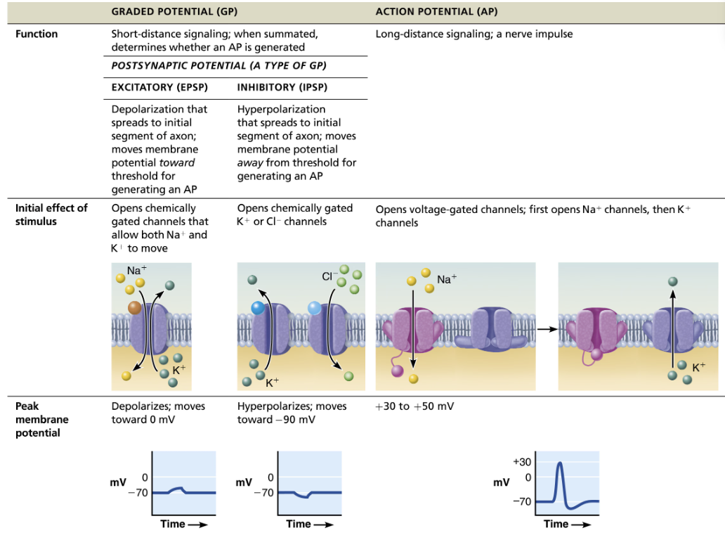 <p><strong><em>Depending on effect of chemical synapse</em></strong></p><ul><li><p><strong>Excitatory (EPSP)</strong></p><ul><li><p><span style="color: blue"><strong>Depolarization</strong></span> that spreads to initial segment of axon → <span style="color: blue"><strong>moves membrane potential TOWARD threshold</strong></span> for generating an AP</p></li><li><p><mark data-color="purple" style="background-color: purple; color: inherit">Opens </mark><strong><mark data-color="purple" style="background-color: purple; color: inherit">chemically gated channels</mark></strong><mark data-color="purple" style="background-color: purple; color: inherit"> that allow both Na+ and K+ to move</mark></p></li></ul></li><li><p><strong>Inhibitory (IPSP)</strong></p><ul><li><p><span style="color: red"><strong>Hyper-polarization</strong></span> that spreads to initial segment of axon → <span style="color: red"><strong>moves membrane potential AWAY from threshold</strong></span> for generating an AP</p></li><li><p><mark data-color="purple" style="background-color: purple; color: inherit">Opens </mark><strong><mark data-color="purple" style="background-color: purple; color: inherit">chemically gated</mark></strong><mark data-color="purple" style="background-color: purple; color: inherit"> K+ or Cl- channels</mark></p></li></ul></li></ul><p></p>