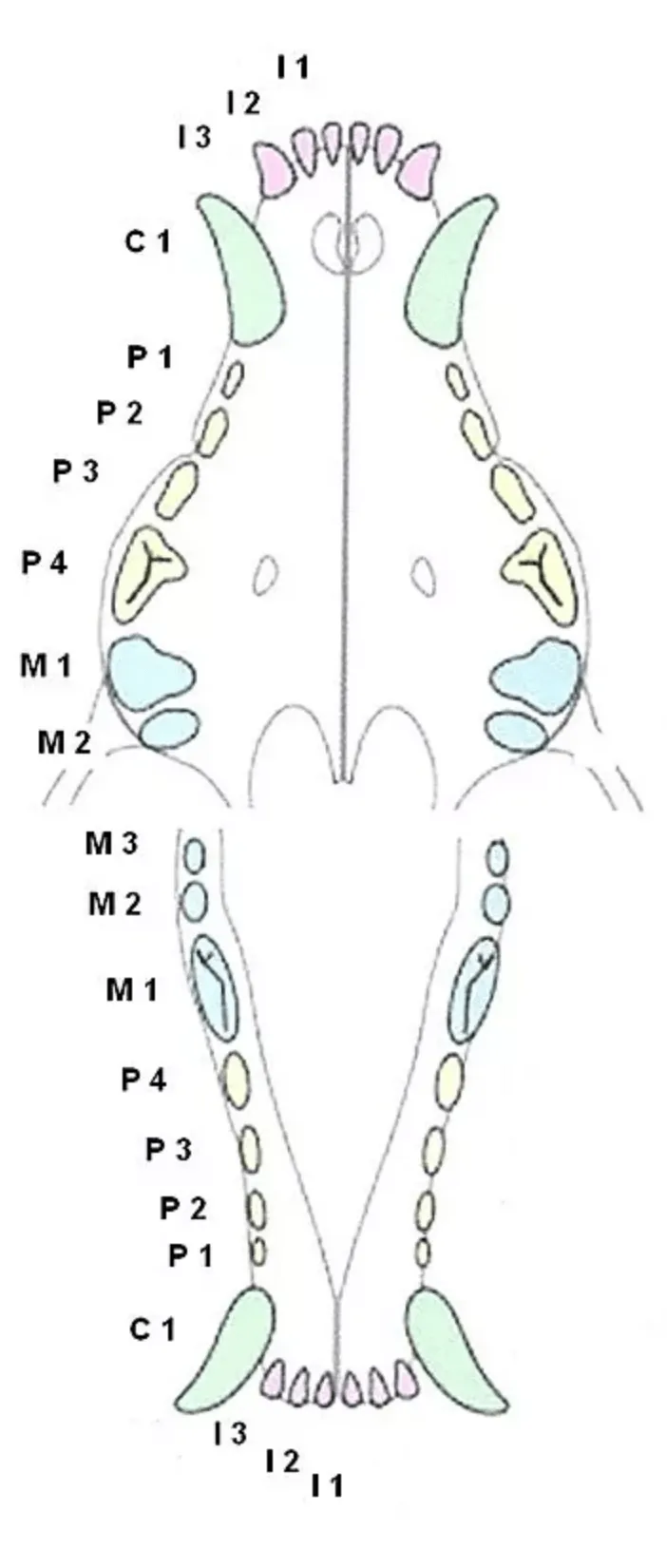 <p>I3 C1P4M2</p><p>I3C1P4M3</p><p>x2</p>