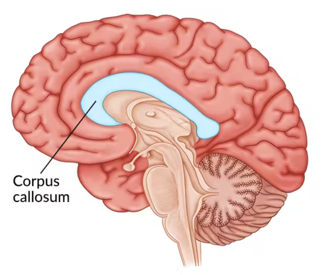 <p>Integreren van info in linkse en rechtse hemisfeer.</p><p>Doorsnijden van het corpus callosum</p>