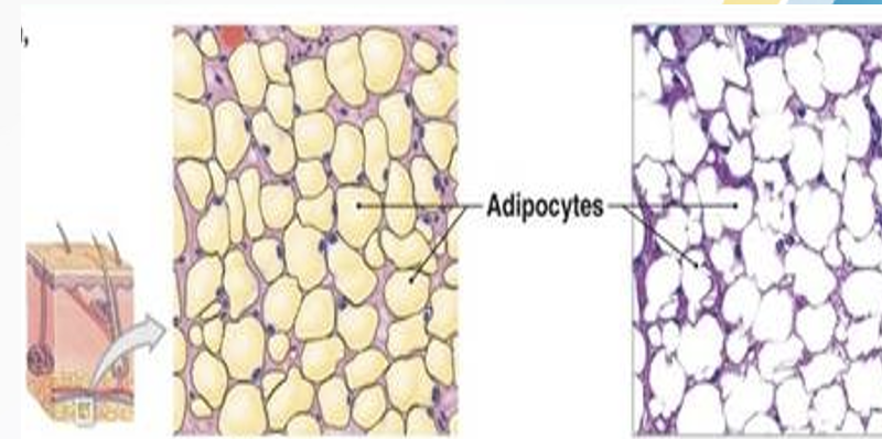 <p>storehouse for nutrients, packed with cells and blood vessels </p>