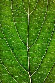 <p>white matter in the middle of the cerebellum used for communication; looks like the veins of a leaf</p>