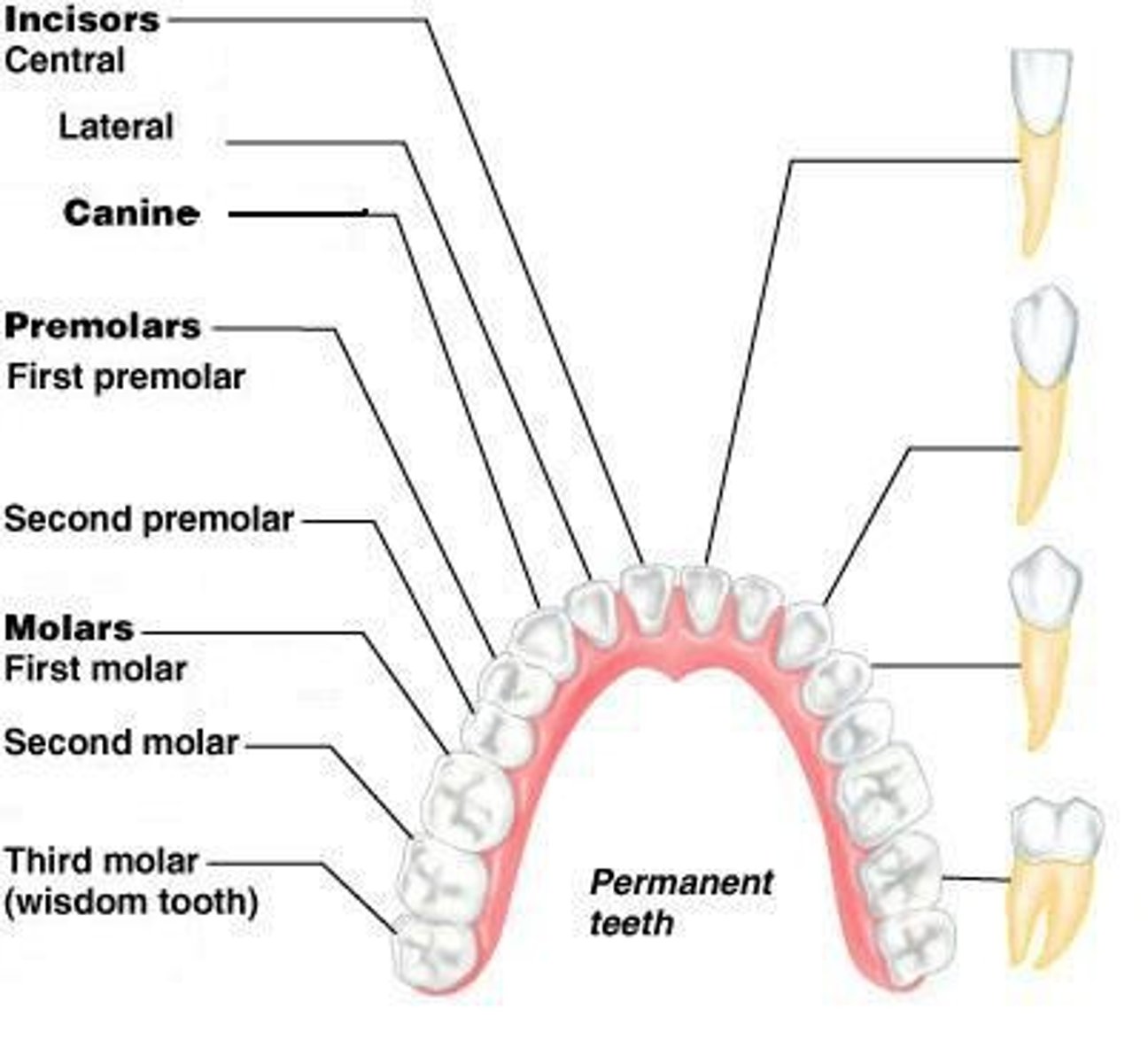 <p>8 teeth adapted for cutting food.</p>