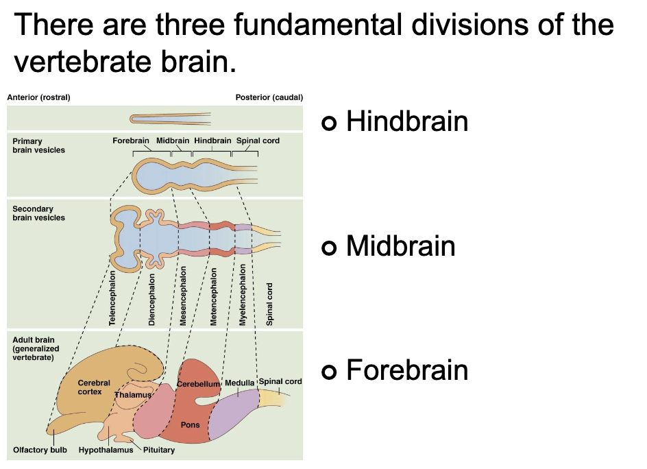 <ol><li><p><strong>Hindbrain</strong></p><ol><li><p>Reflexes, non conscious movements (heartbeat)</p></li></ol></li><li><p><strong>Midbrain</strong></p><ol><li><p>Coordination</p></li></ol></li><li><p><strong>Forebrain</strong></p><ol><li><p>Cerebrum</p><ol><li><p>Decision making, senses</p></li></ol></li><li><p>Hypothalamus, thalamus, diencephalon</p></li></ol></li></ol><ul><li><p>Brain development starts early</p></li></ul><p></p>