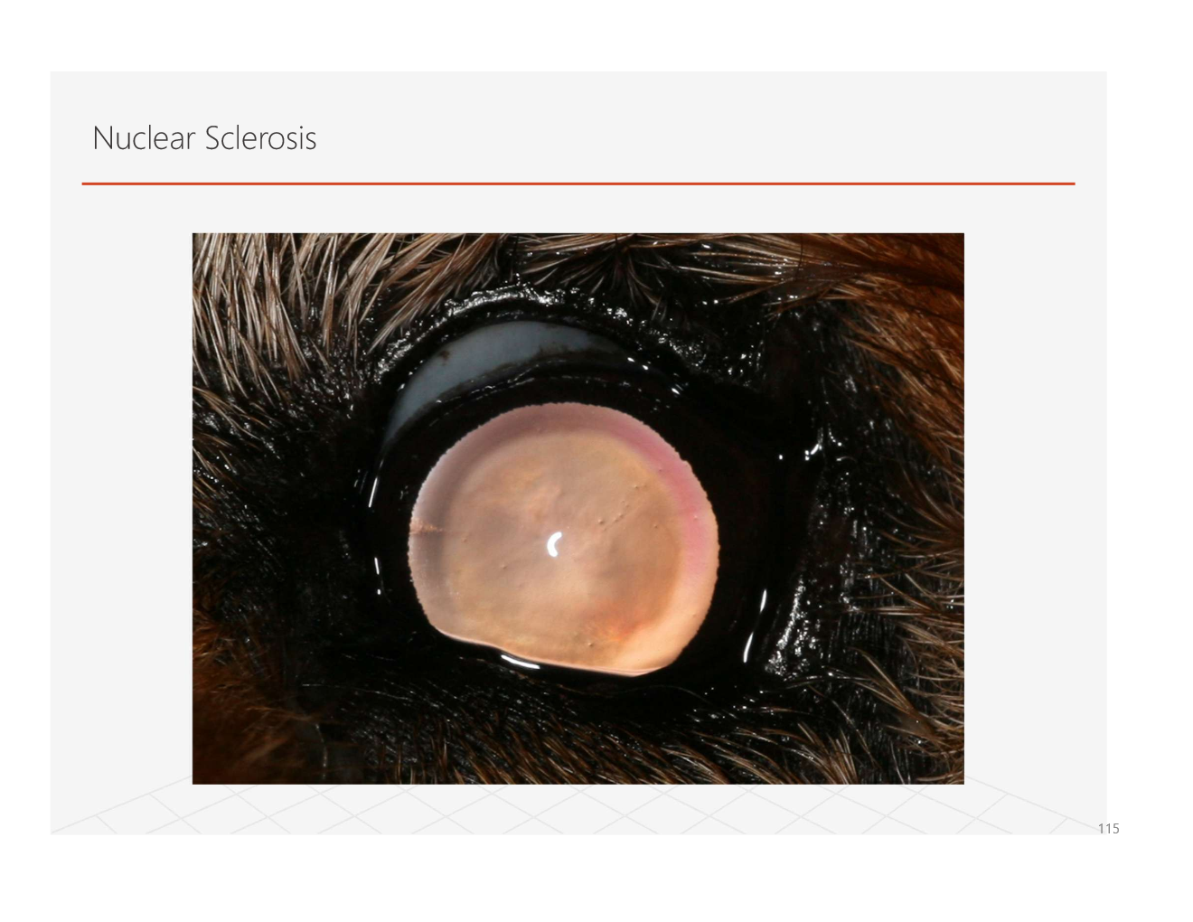 <p><strong>a continual production of lens epithelial cells leading to compression of the lens nucleus</strong></p><ul><li><p>appears blue/grey due to refractive index change</p></li><li><p>severe changes may affect vision</p></li></ul><p></p><p>Note: owners often mistake for cataracts</p><p></p>