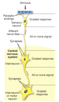 <ul><li><p>Within neuron: graded potentials + action potentials</p></li><li><p>Between neurons: transmitted via <strong>chemical (neurotransmitters)</strong> or <strong>electrical</strong> synapses</p></li></ul><p></p>