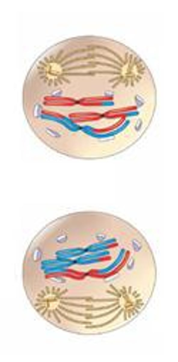 <p>the stage in meiosis II in which chromosomes in the haploid daughter cells condense. [daughter cells contain half the chromosomes of the original cell]</p>