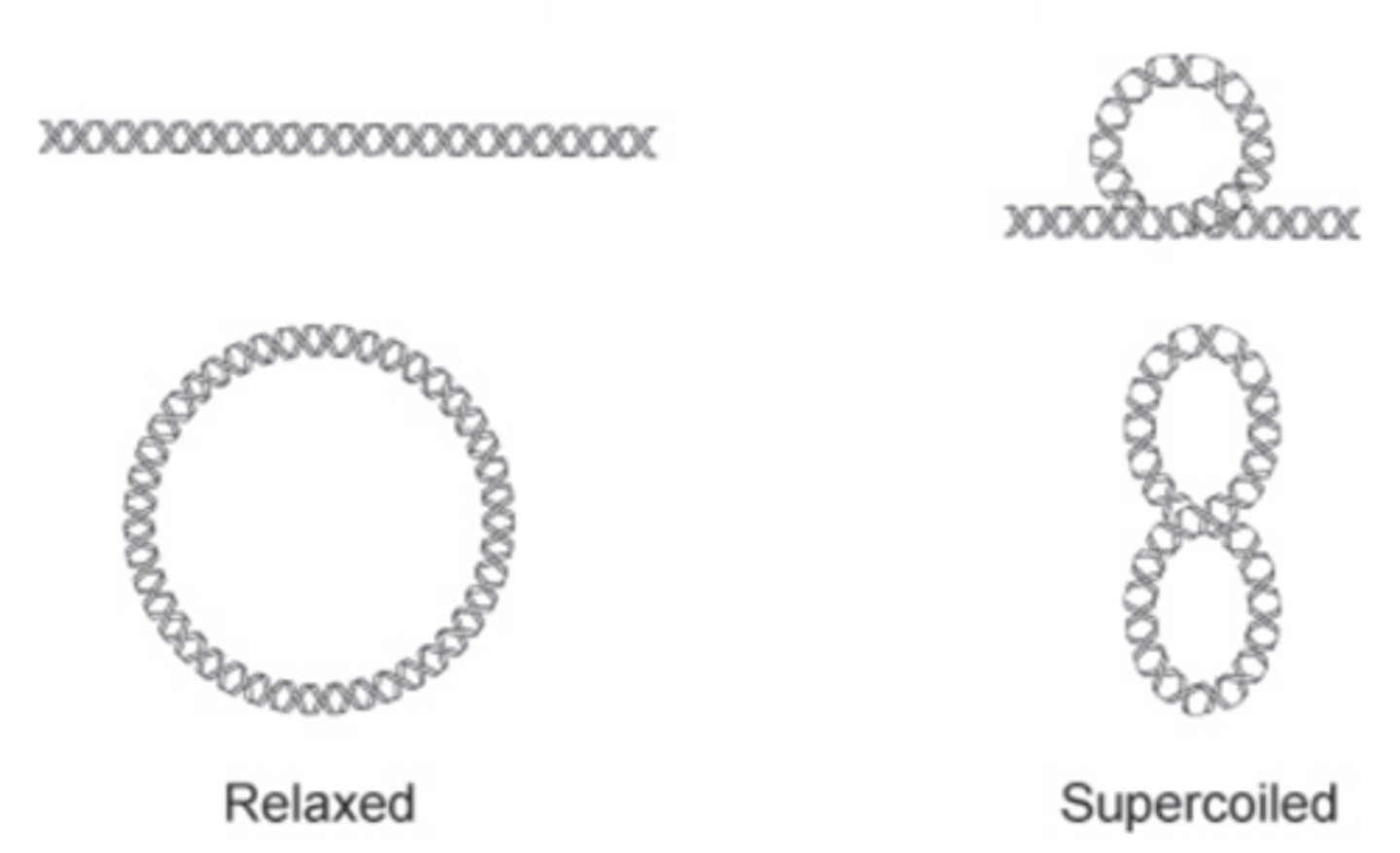 <p>--Bacteria supercoil<br>--Eukarya produce nucleosomes<br>--Both forms provide compact structures for storage <br>**NOTE: Only DNA has tertiary structure</p>