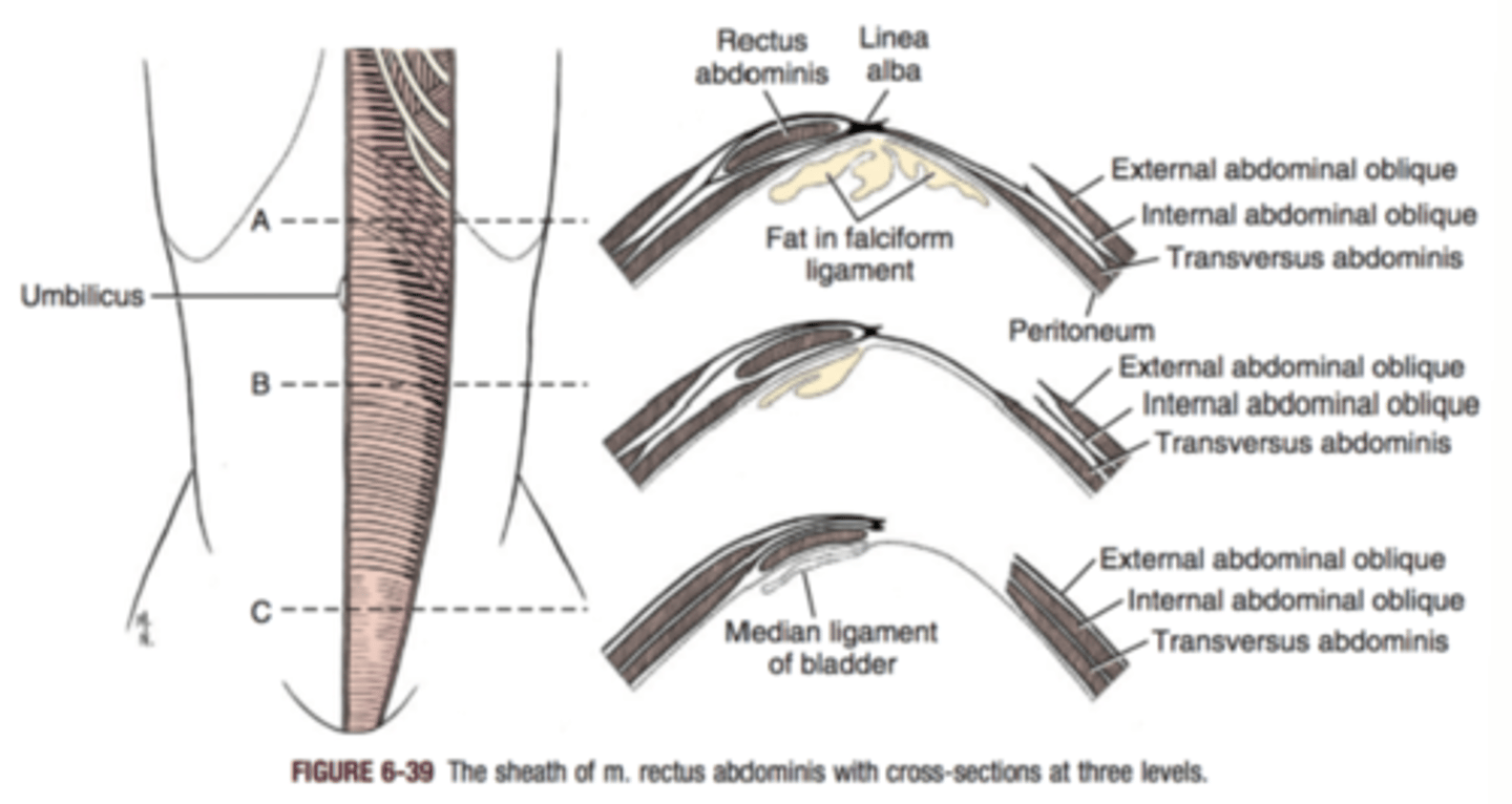 <p>fusion of fashia from the 3 abdominal muscles in order to protect = very thick</p>