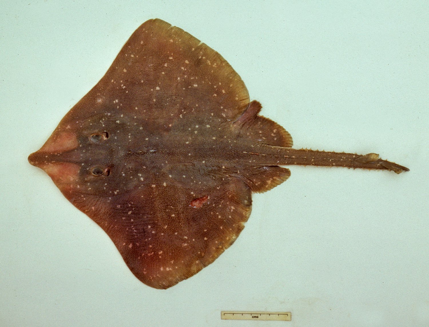 <p>Skates (Big skate, longnose skate)</p><ul><li><p>dorso-ventrally flattened</p></li><li><p>rhomboid to circular disk shape</p></li><li><p>spines on body and tail</p></li></ul><p></p>