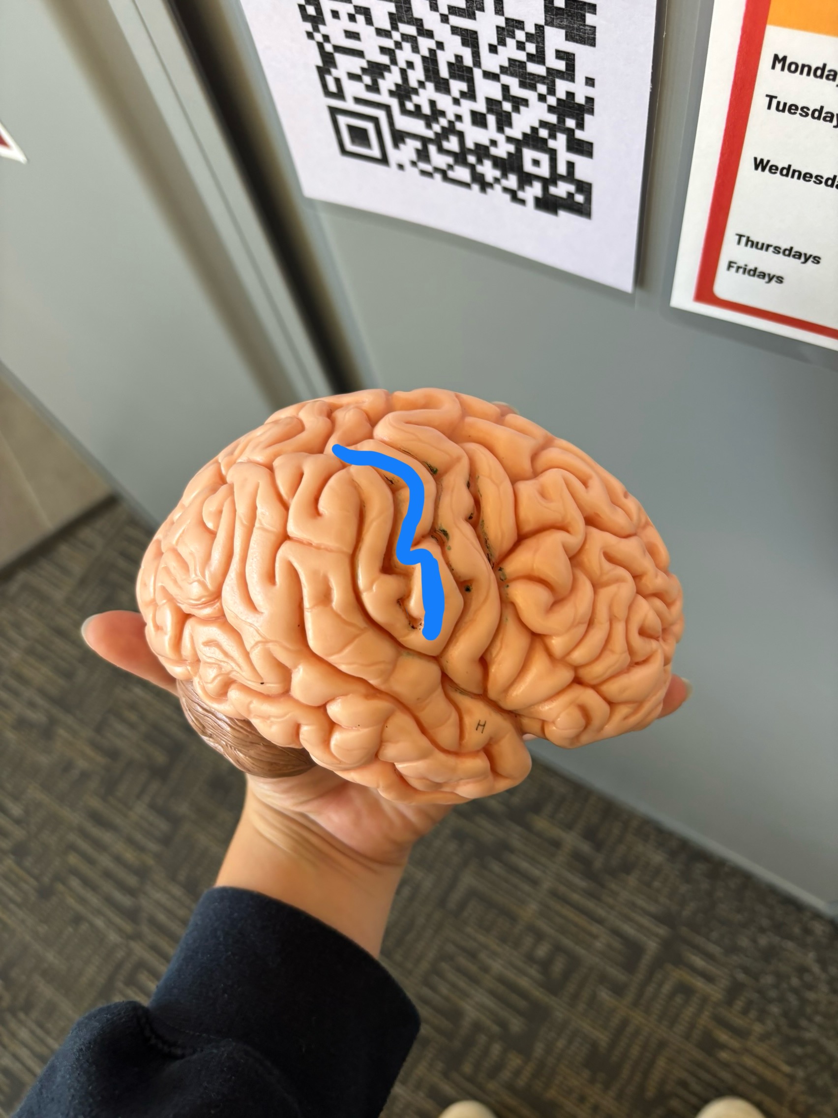 <p>What structure is this?</p>