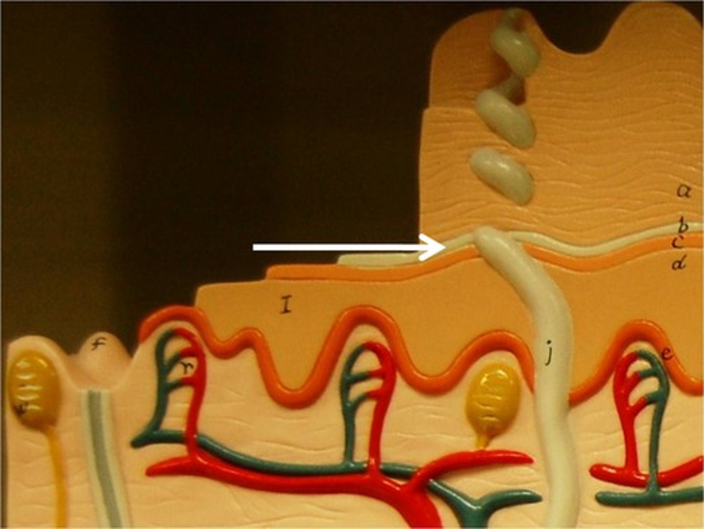 <p>a layer of the epidermis found only in the thick skin of the fingers, palms, and soles</p>