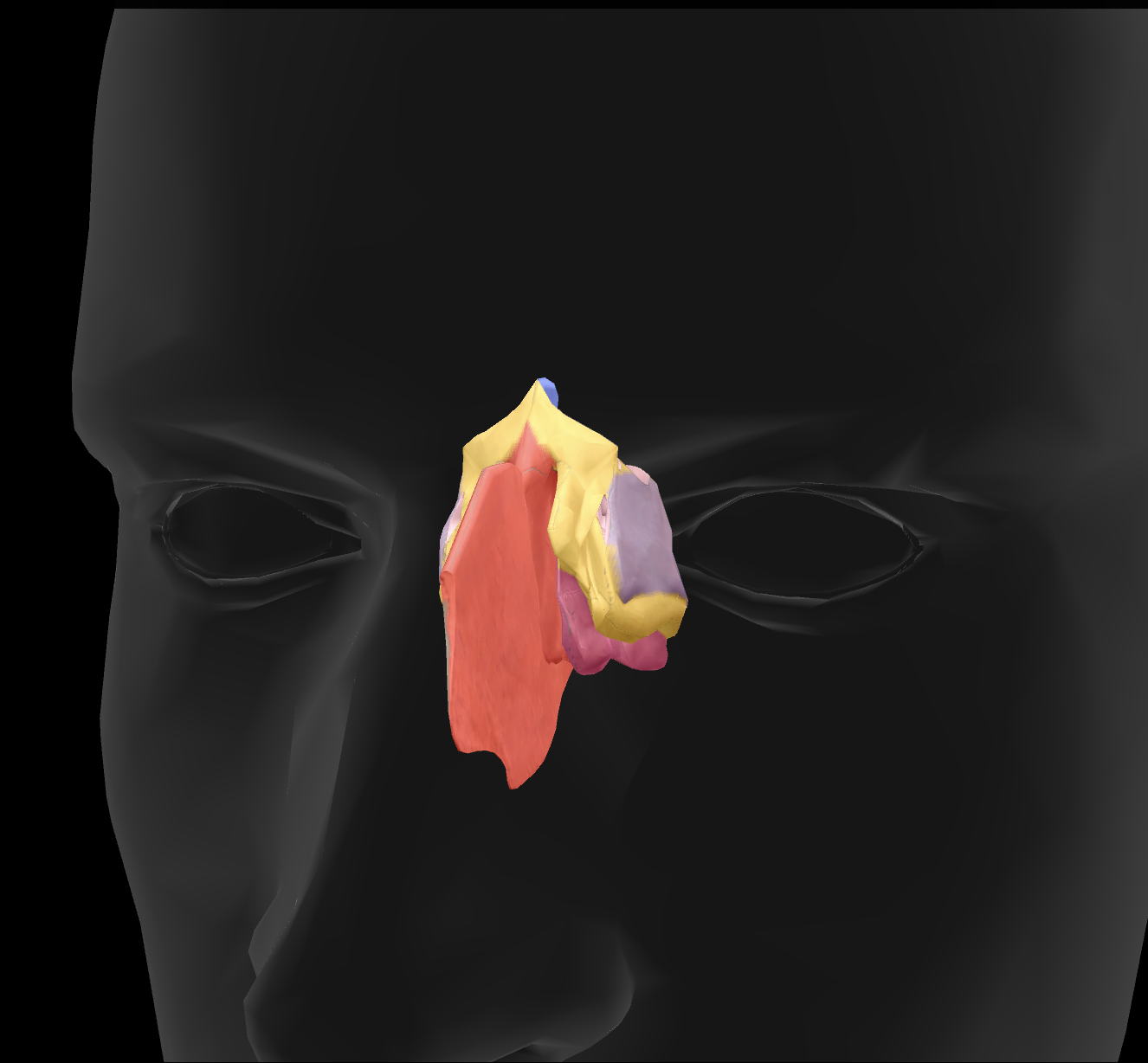 <p>What features make up the nasal septum?</p>