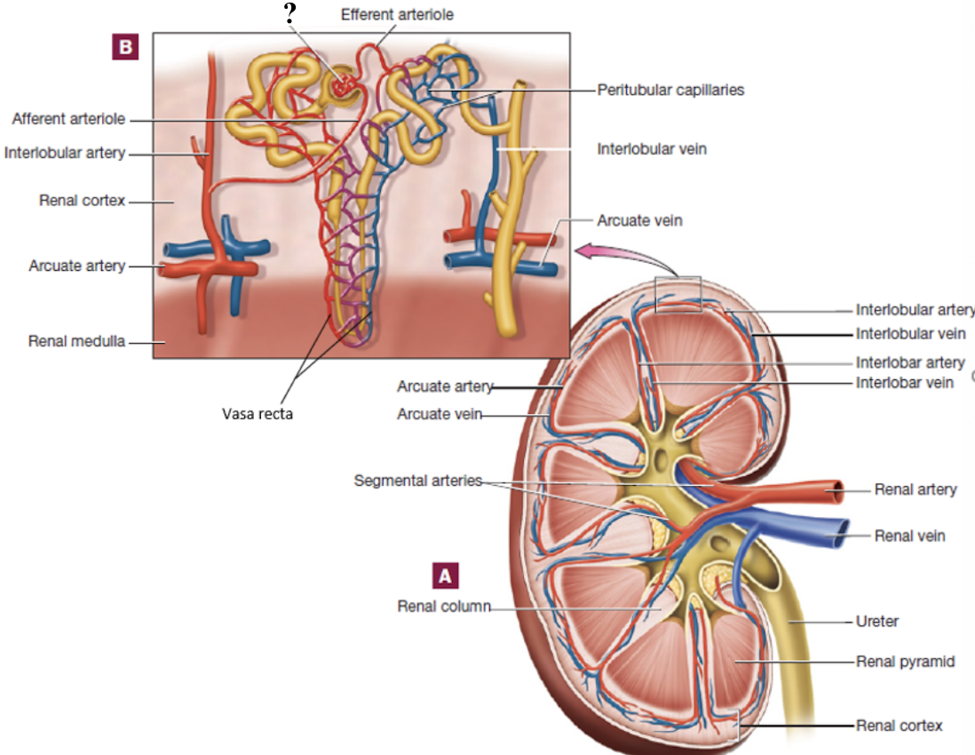 <p>ball of fenestrated capillaries where blood is filtered </p><ul><li><p>allow rapid passage of water and small solutes </p></li></ul><p></p>