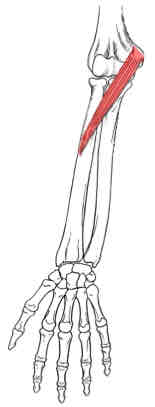 <p>Pronator Teres</p>