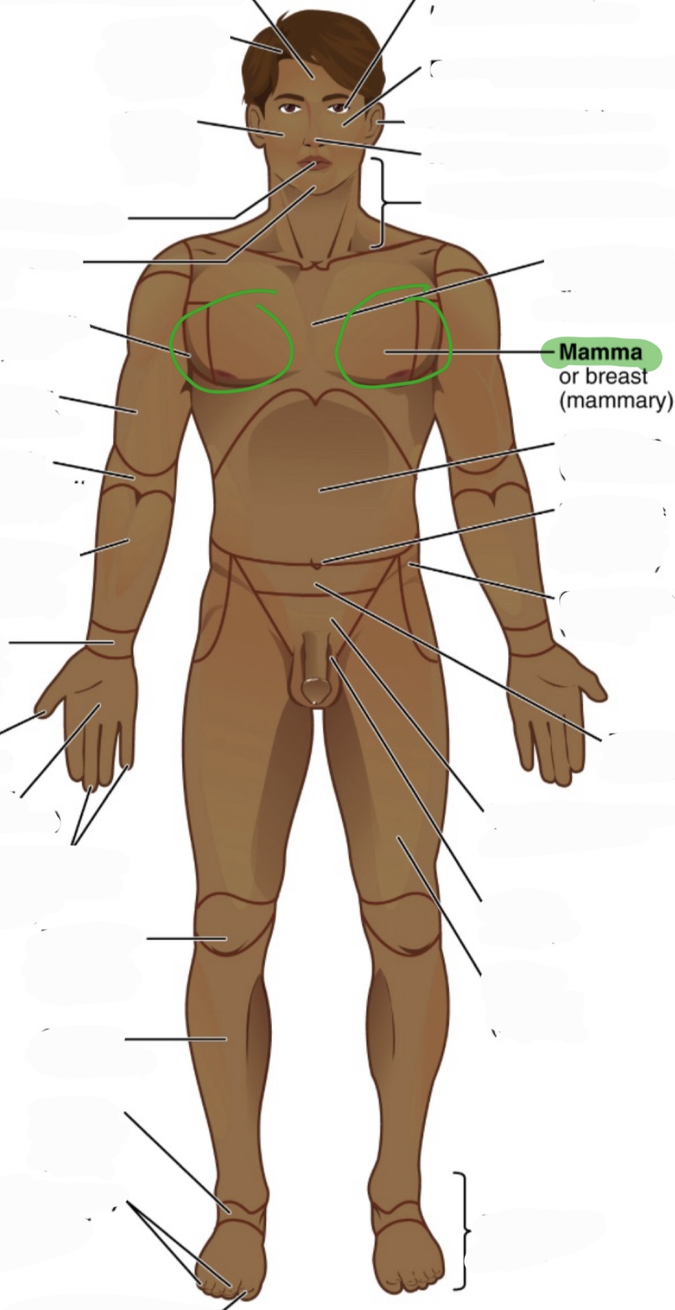 <p>breast (the picture is in females but it is also in males)</p><p>(mammary)</p>