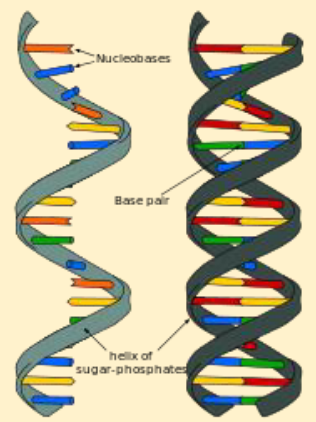 <p class="MsoNormal">DNA</p>