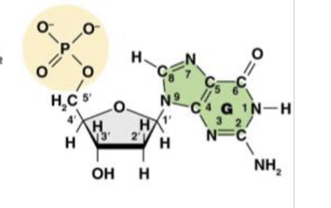 <p>This is the molecule dGMP. What is the purpose of the 1’ carbon?</p>