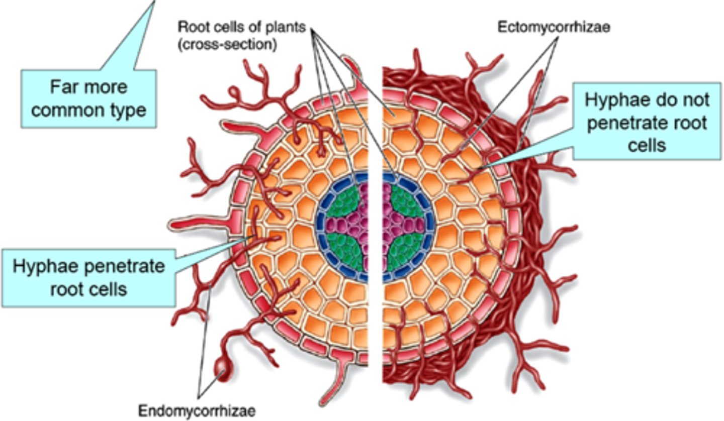 <p>mycorrhizae in which the fungal hyphae do not penetrate the root cells of the plant</p>