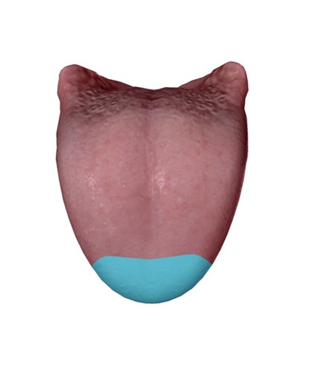 <p>Part closest to the front teeth at rest</p>