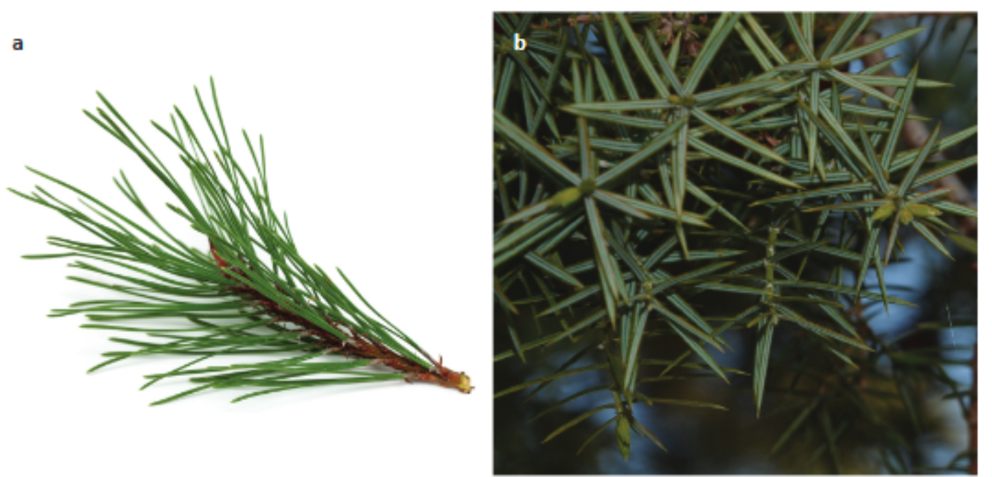 <p>Identify the leaf form depicted</p>
