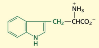 <p>Aliphatic[NONPOLAR]</p><p>Aromatic</p><p><strong>most hydrophobic of aromatic</strong></p>