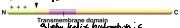 <p>The Matrix Targeting Signal and a Transmembrane Domain</p>