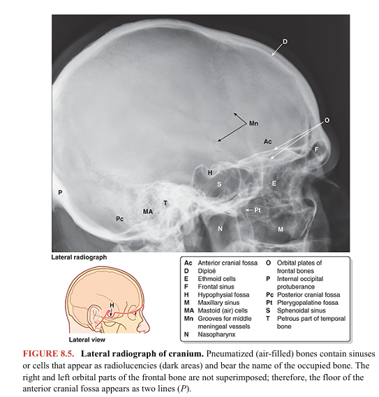 <p>Several bones of the cranium (frontal, temporal, sphenoid, and ethmoid bones) are pneumatized bones, which contain air spaces (air cells or large sinuses), presumably to decrease their weight (Fig. 8.5). The total volume of the air spaces in these bones increases with age. </p><p>In the anatomical position, the cranium is oriented so that the inferior margin of the orbit and the superior margin of the external acoustic opening of the external acoustic meatus of both sides lie in the same horizontal plane (Fig. 8.1A). This standard craniometric reference is the orbitomeatal plane (Frankfort horizontal plane).</p>