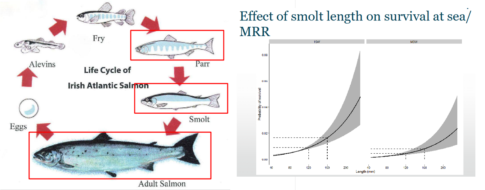 <p>The River Frome is designated as a Site of Special Scientific Interest (SSSI) between Dorchester and Wareham. It is a chalk river, fed by chalk aquifers and is therefore mineral rich. It has a relatively stable flow regime and temperature with little suspended matter. The example biodiversity Action Plan (BAP) for fish species includes the Atlantic Salmon and Sea Lamprey.</p><p>Possible reasons for global decline of Atlantic Salmon:</p><p>	• global warming</p><p>	• changes in oceans currents</p><p>	• exploitation at sea</p><p>	• exploitation in rivers</p><p>	• silting up of river beds</p><p>	• habitat degradation</p><p>	• barriers to migration</p><p>The long-term programme of salmon research involves individual marking (tagging) of juveniles and their detection on their return to the river as spawning adults. This determines marine return rates (MRRs) of Atlantic salmon. In research they are currently testing the influence of smolt size on MRR. The smolt stage in a salmons lifecycle occurs when the fish are ready to enter saltwater.</p><p>Research in Smolt lengths show a decrease in universal pattern, resulting in decreased MMR and population abundances. Multiple uses of freshwater makes conservation &amp; management difficult (provisioning ecosystem services) as well as impacts of degradation from human uses (e.g. hydropower, fish farming, flood defence &amp; sewage disposal) creating issues.</p>