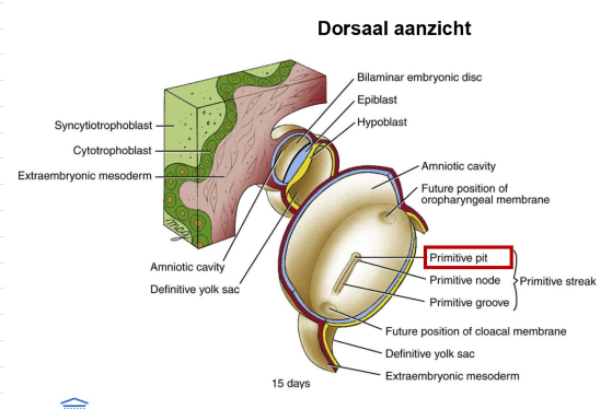 <ul><li><p>rond dag 15:</p><ul><li><p>vorming van verdikking met middellijnsgroef langs midsagittale vlak van embryonale schijf</p></li></ul></li><li><p>in de loop van dag 16:</p><ul><li><p>verdikking verlengt zich = primitieve streep → instrumenteel voor gastrulatie</p></li><li><p>primitieve groef → wordt dieper &amp; meer gedefinieerd</p></li><li><p>craniale einde van primitieve streep = primitieve knoop</p></li><li><p>depressie, caudaal continu met de primitieve groef = primitieve put</p></li></ul></li></ul><p>→ 3e week: organogenese start</p><ul><li><p>hart &amp; bloedvaten</p></li><li><p>neurale buis, chorda dorsalis, allantois</p></li></ul><p>→ vastleggen cephalocaudale-as</p><p>→ vastleggen linker/ rechter-as</p><p></p>