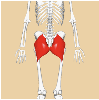 <p>ORGIN of gluteus maximus</p>