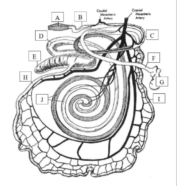 <p>What is letter J in the cow GI tract? </p>