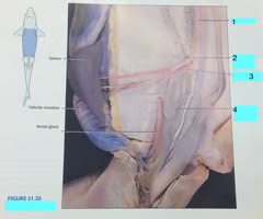 <p>gastrosplenic artery</p>