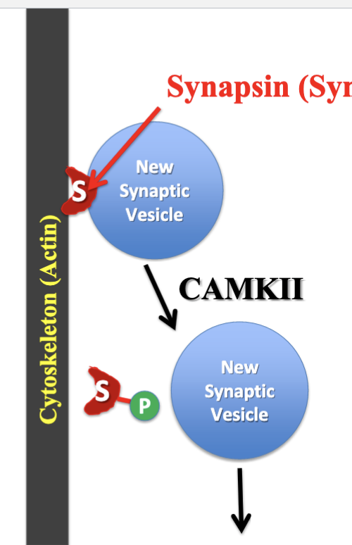 Synapsins

* regulates movement of vesicle to the active zone by attaching to vesicle and then to actin to position the vesicle.
* CAMK2 - phosphorylates Synapsin in response to Ca2+ so the vesicle can freely move to the active zone