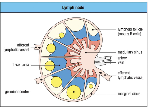 <ul><li><p><strong>Origin</strong>: Precursors from bone marrow → develop in thymus.</p></li><li><p><strong>Before activation:</strong> Enter lymph nodes and wait for dendritic cell presentation.</p></li><li><p><strong>After activation:</strong> Mature → move to peripheral tissues to perform effector functions.</p></li></ul><p></p>
