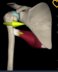 <p>Function: medially rotates humerus</p><p>Origin: inferior angle of scapula</p><p>Insertion: intertubercular sulcus of humerus</p>