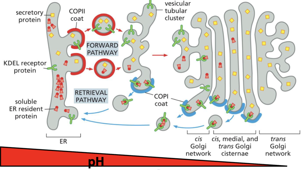 <p>KDEL cycles between ER and Golgi</p><p>ER: higher pH, lower affinity for KDEL (releases KDEL)</p><p>Golgi: lower pH, higher affinity for KDEL (grabs onto KDEL to bring back to ER)</p>