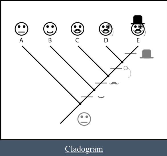 <ol><li><p><u>All descendants</u> of a <u>single </u>common <u>ancestor</u></p></li><li><p>I.e., clades are <u>monophyletic</u></p></li><li><p>Basis of <u>cladistics</u></p></li></ol><p></p>