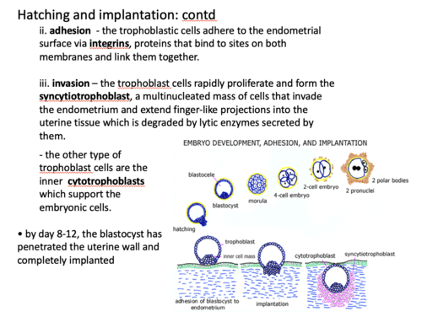 <p>syncytiotrophoblasts</p>